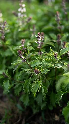 Miniatura 3 de Semillas de albahaca Mrihani  Paquete de 250 semillas de hierbas orgánicas certificadas, sin OMG, polinizadas abiertas y sin tratar para plantar, de