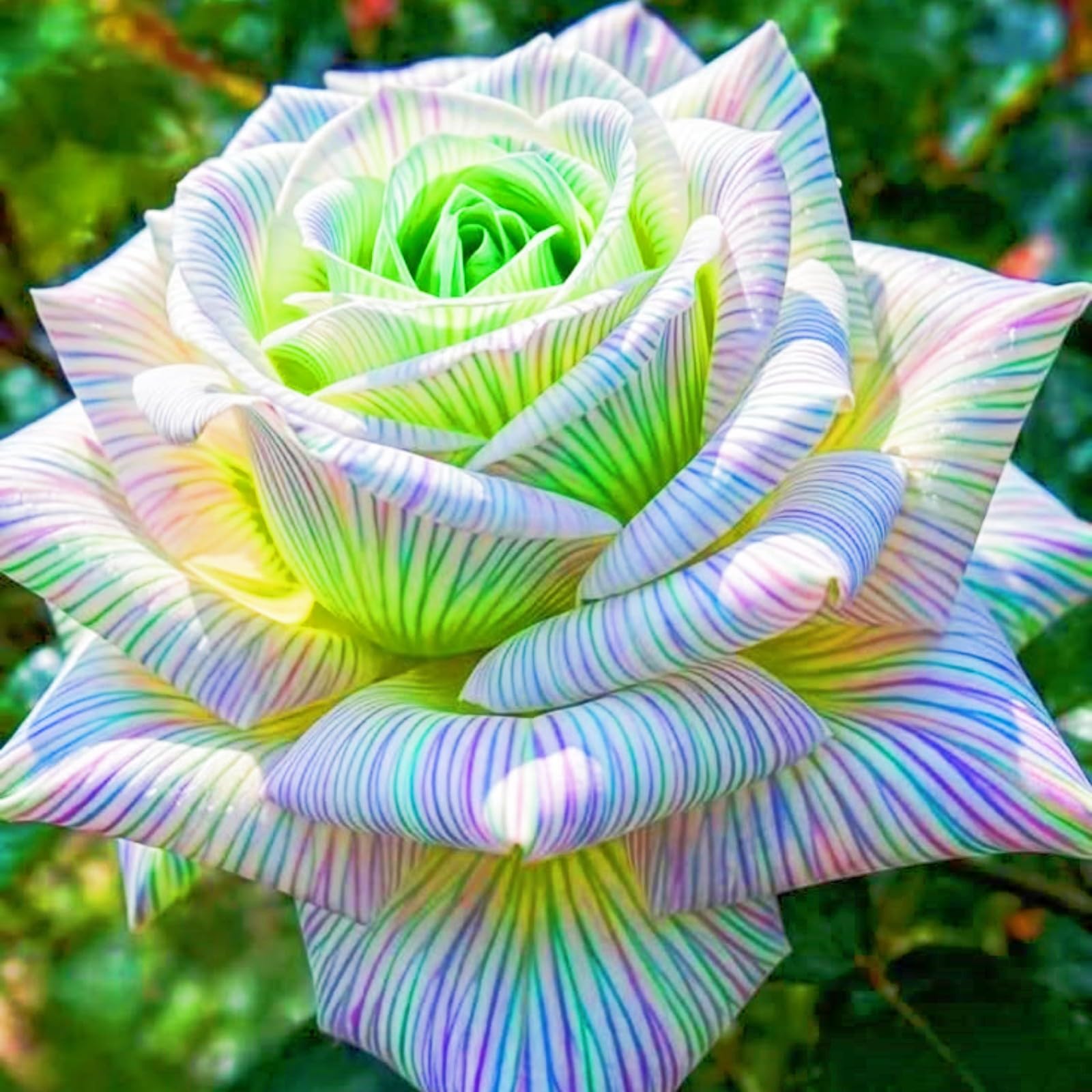 Rich in Color Bloom Year After Year Rose Plant Rose Bulbs Hardy Perennial/Plant Bulbs/Wedding Flowers-1bulbs-c