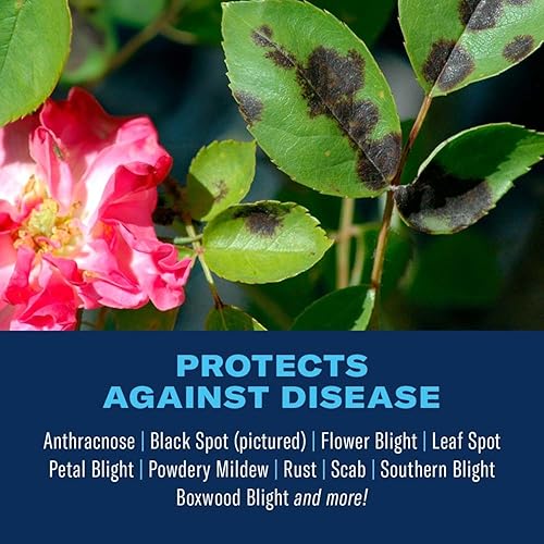 Miniatura 3 de Bayer Advanced 701250Concentrado para el control de enfermedades de rosas flores y arbustos 32 onzas