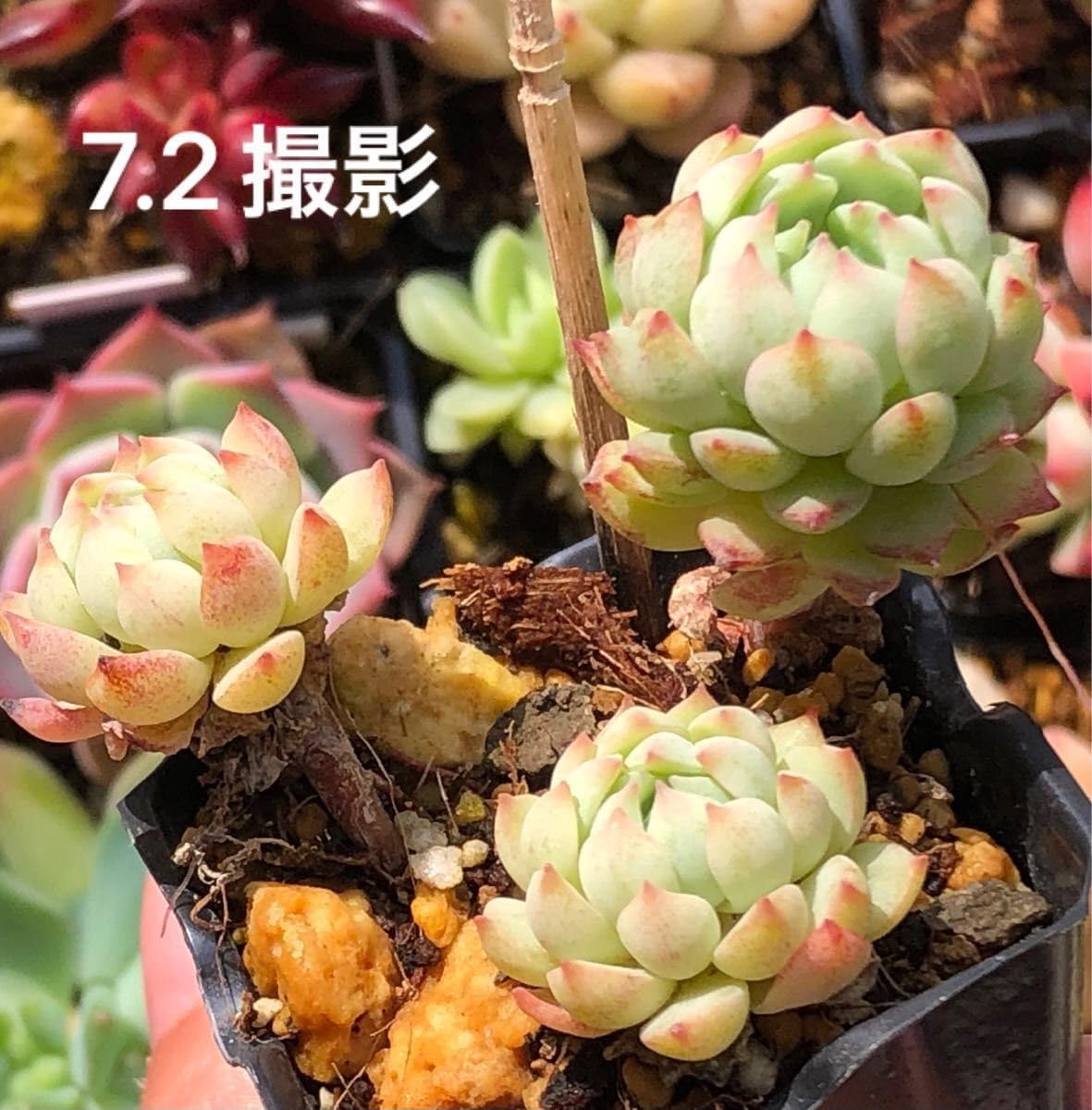 Amazon.co.jp: ピンクローサ 抜き苗 3頭 エケベリア 多肉植物 : ホビー