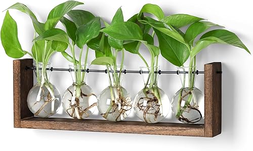 Miniatura 10 de YIBOT Estaciones de Propagación de Plantas, Terrario de Plantas de Escritorio con Soporte de Madera Retro, Regalos para Amantes de las Plantas para