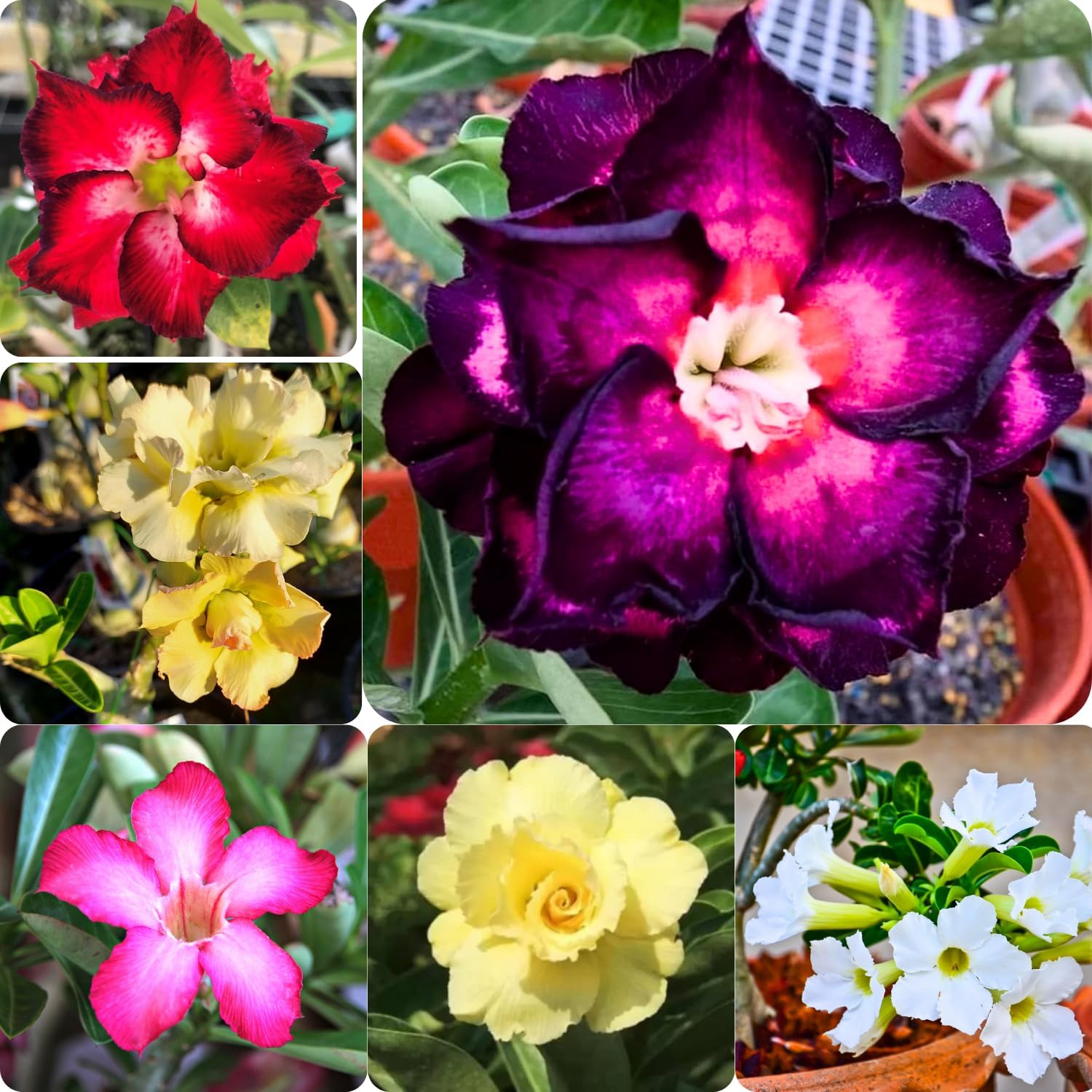 Pack 2 Adenium Desert Rose Plants Live, Mix Desert Rose Seedlings 4-7” Tall, Succulent Flowering Bush Live