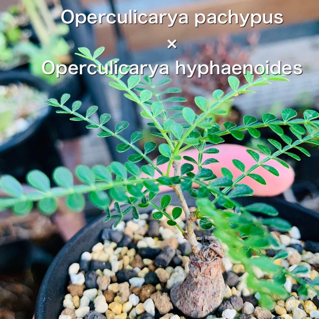オペルクリカリア　ヒファエノイデス　根挿し　特大 オペルクリカリア ヒファエノイデス | GREEN LUCK