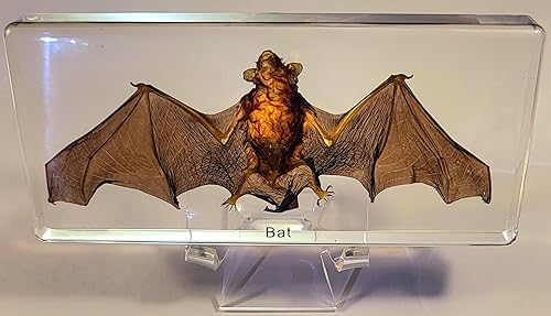 Miniatura 1 de Escorpión negro real de 1.732 pulgadas en resina de lucita cristalina, artrópodos preservados, colección de manualidades de taxidermia para