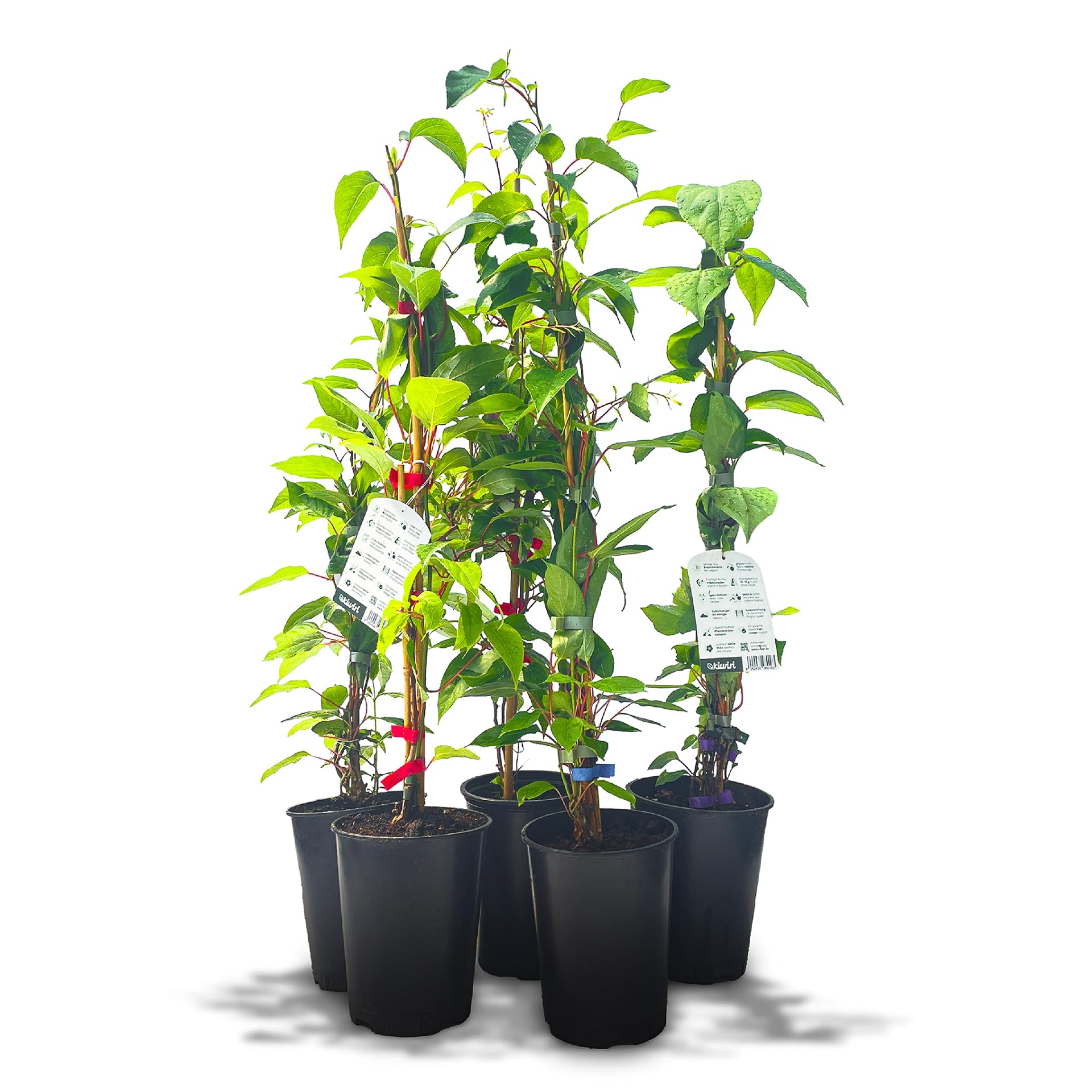 Kiwiri's Kiwibeeren Quintett - 5 Kiwipflanzen (Actinidia arguta) männlich und weiblich - Mini Kiwi - Sortengarantie direkt vom Züchter - Selbstfruchtendes Set