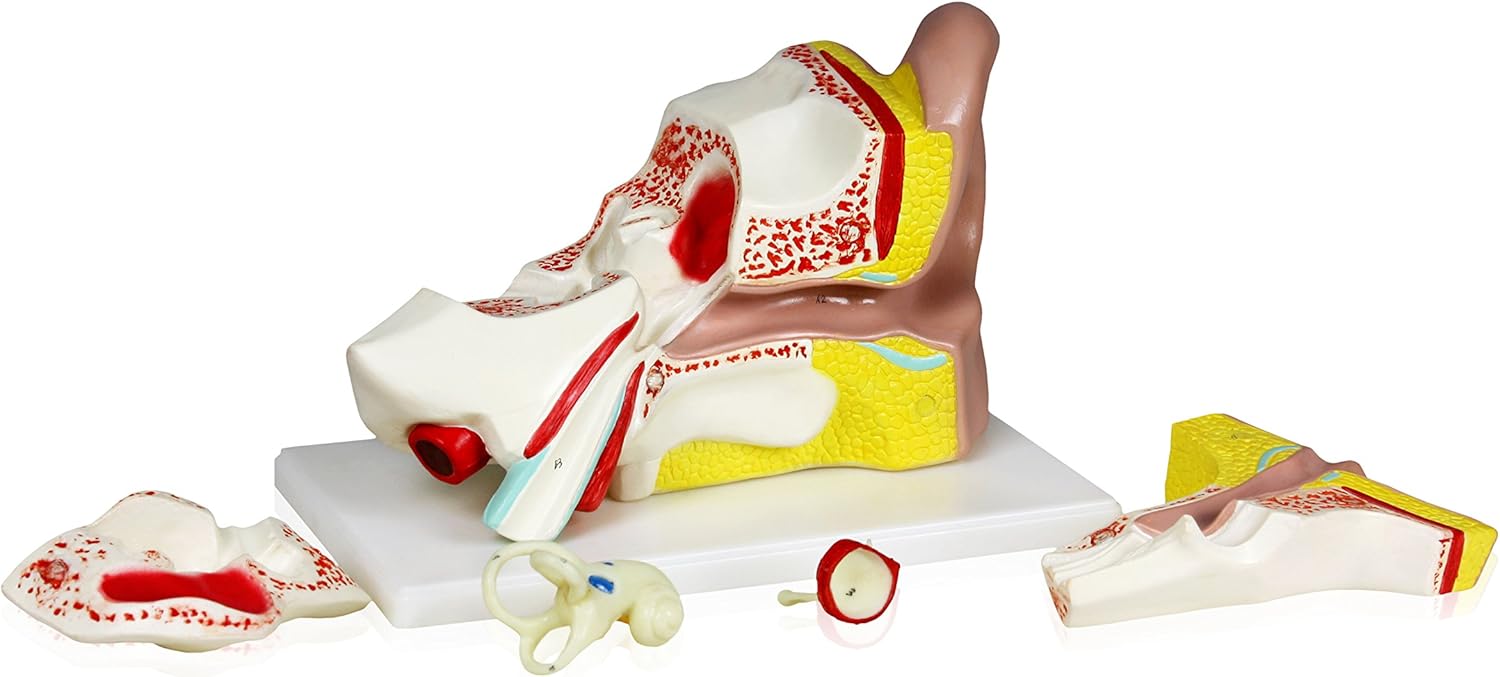 Parco Scientific PB00066 4X Ear | Shows External, Middle and Inner Ear | Removable Pieces Include Temporal Bone, Section Auditory Canal, Labyrinth, Tympanic Membrane, Malleus and Incus | W Manual