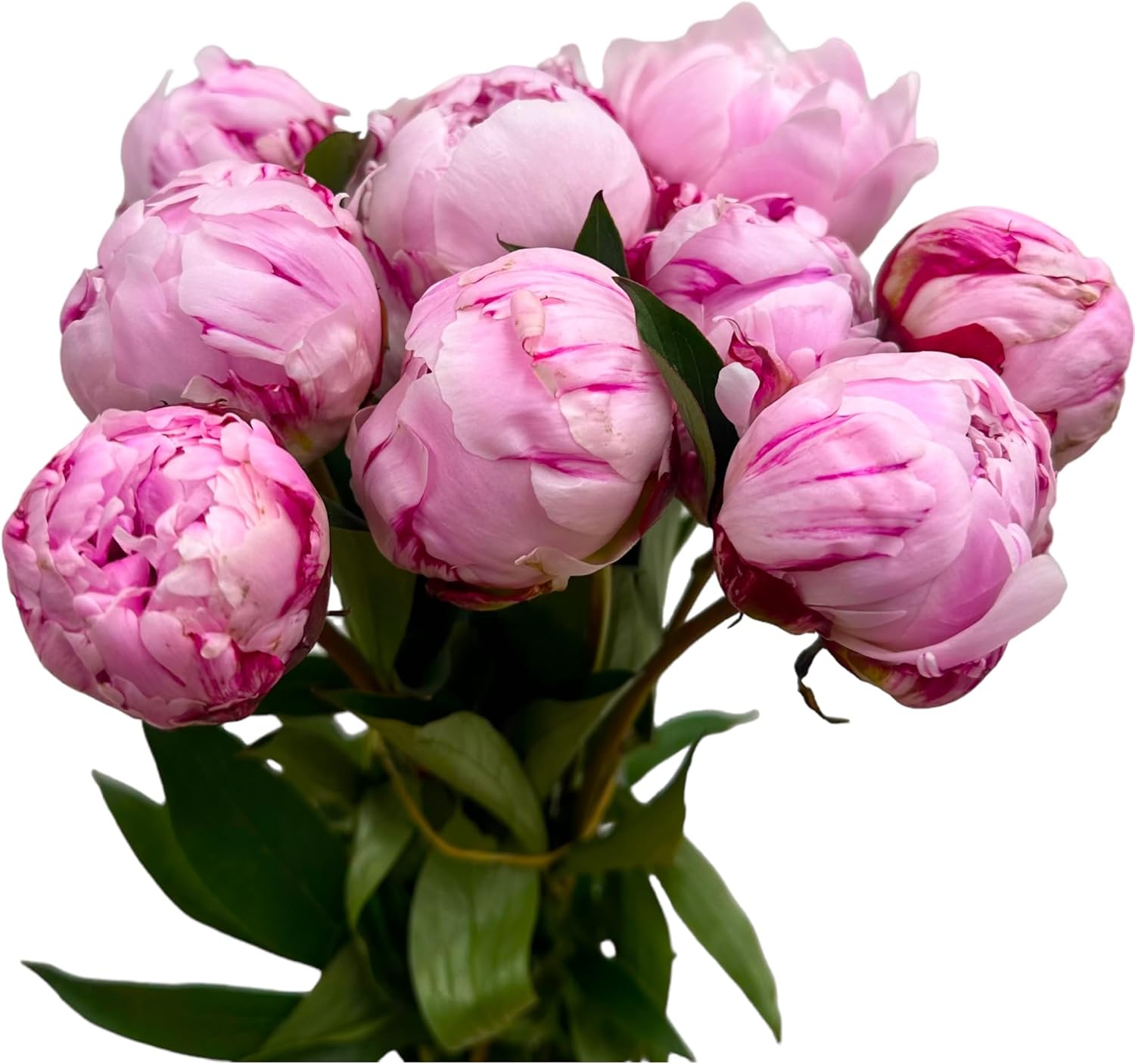 10 Stems Peony-Sarah Pink Fresh Cut Flowers Hydroponic Flower Gifts for Mother's Day Birthdays Anniversaries and Love