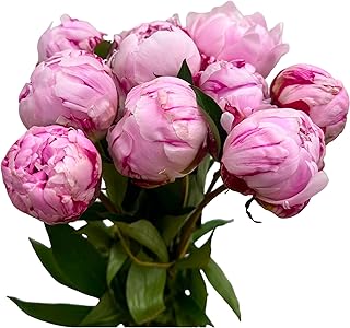 10 Stems Peony-Sarah Pink Fresh Cut Flowers Hydroponic Flower Gifts for Mother's Day Birthdays Anniversaries and Love
