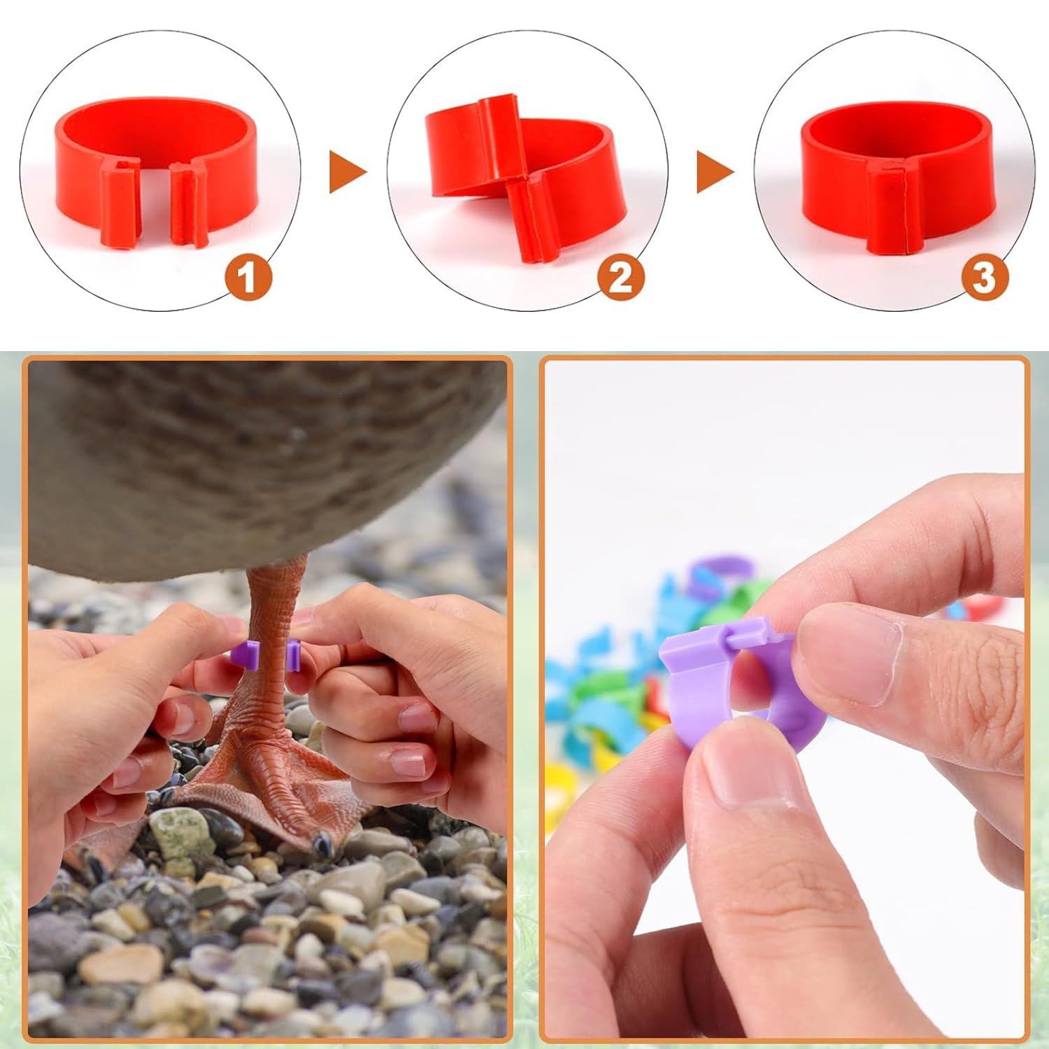 100pcs Rings, 20mm 5 Colors Numbered Chicken Leg Bands, Colorful Poultry Identification Leg Band, Plastic Clip-on Chicken Foot Ankle Ring Tag for Duck Pigeons Guinea Goose Gamefowl Turkey - 4