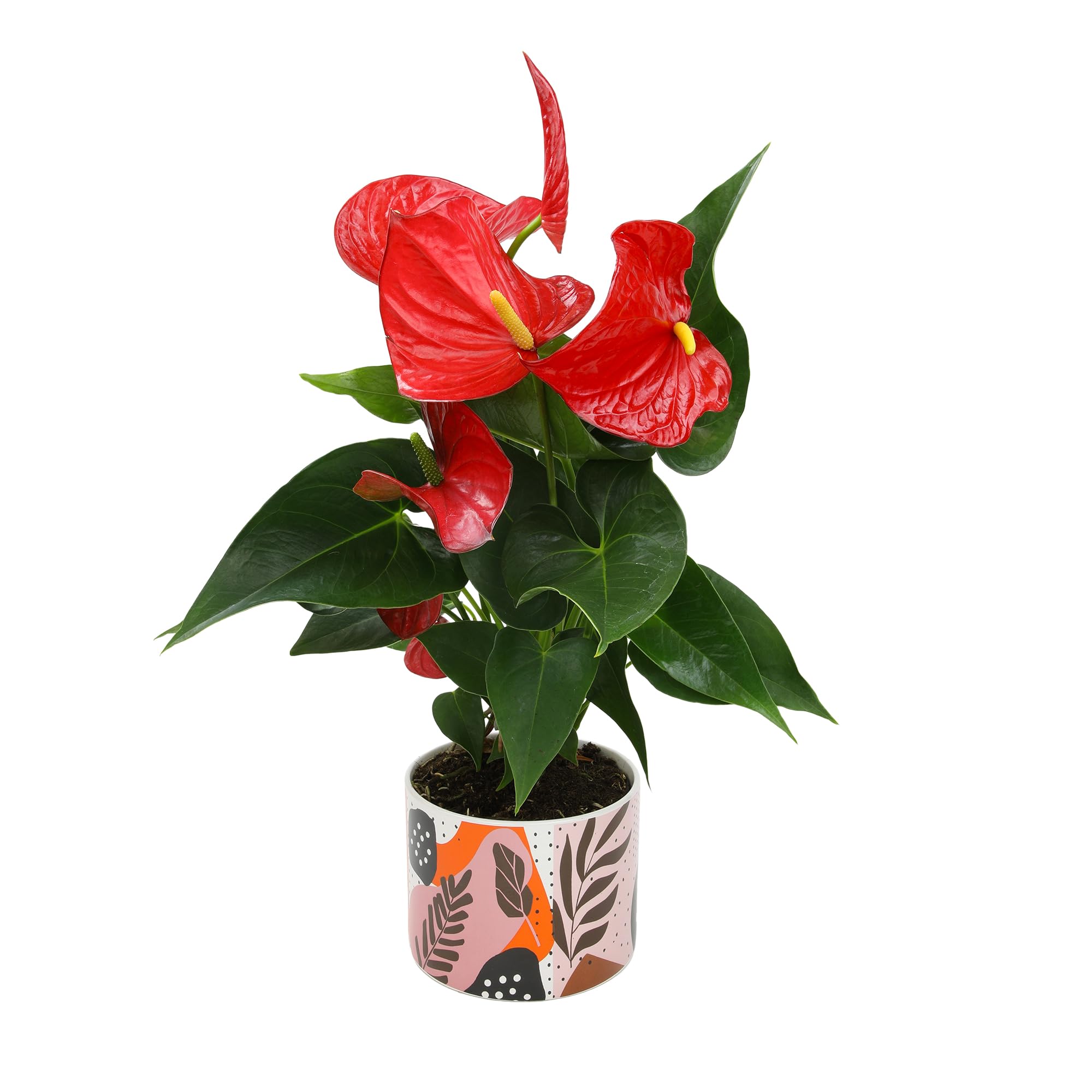 Plants for Pets Red Anthurium 10-12