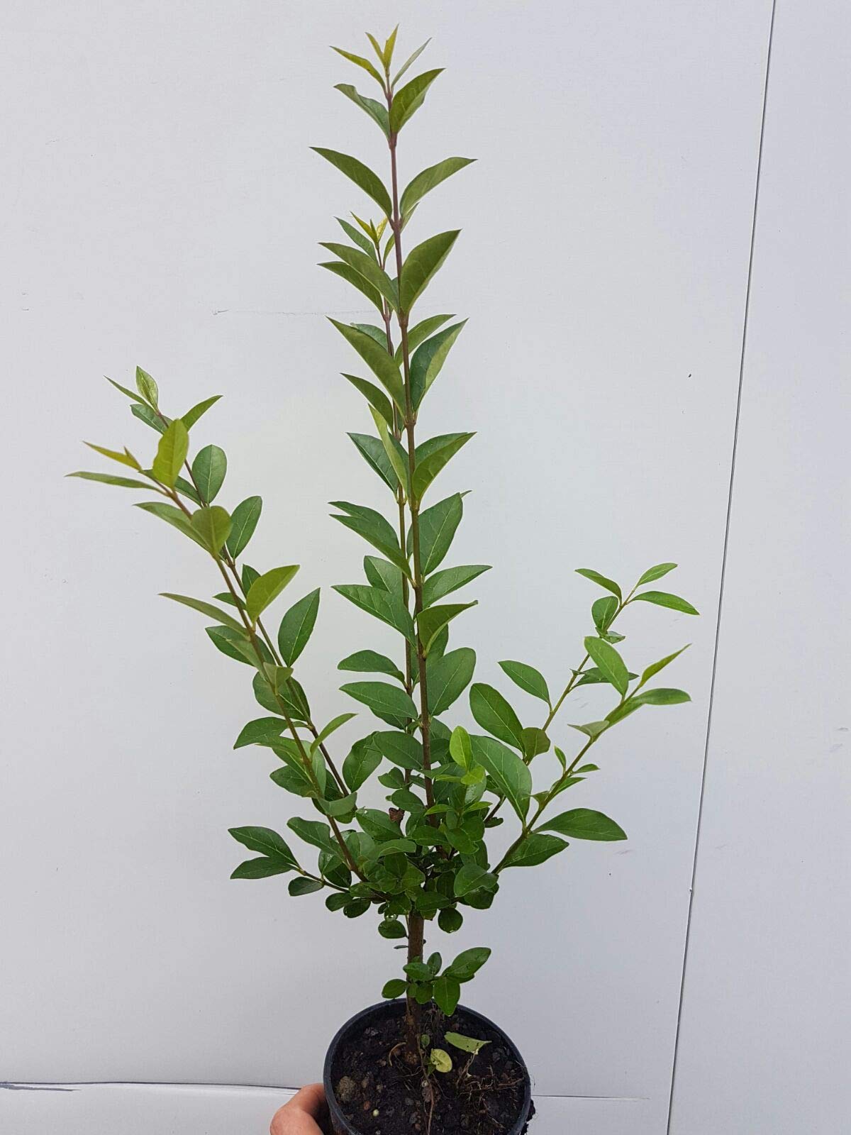 25st. Liguster Atrovirens 80-120cm reine Pflanzhhe Ligustrum Atrovirens  Wurzelware Heckenpflanzen Gartenpflanze : Amazon.de: Garten