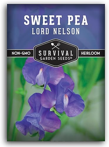 Lord Nelson - Semillas de guisantes dulces para plantar al aire libre, 1 paquete con instrucciones para plantar y cultivar Lathyrus odoratus en el Lord Nelson - Semillas de guisantes dulces para plantar al aire libre, 1 paquete con instrucciones para plantar y cultivar Lathyrus odoratus en el