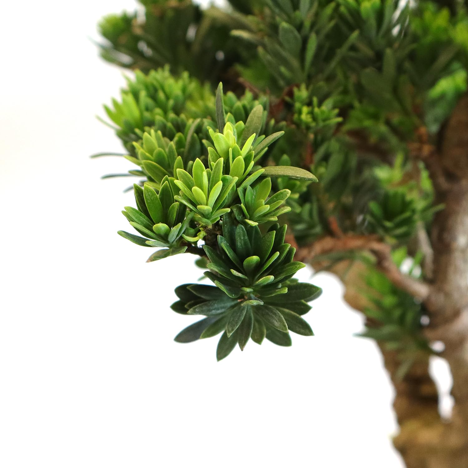 KENTIS - Bonsái Podocarpus Macrophyllus - Plantas Naturales de Interior y Exterior - Apartamento, Jardín - Maceta de Cerámica de 38 cm