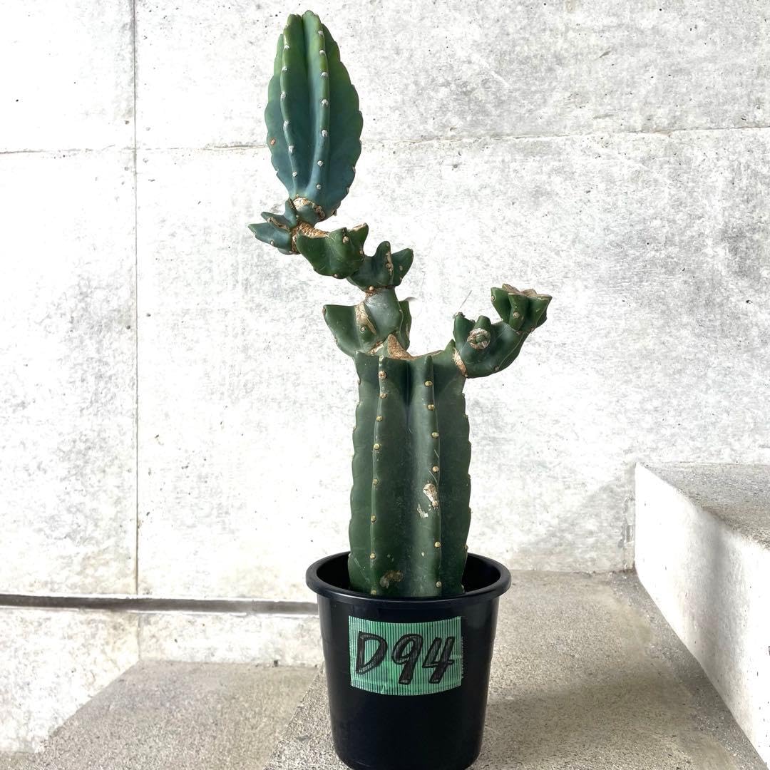 【鉢植え・送料込】柱サボテン ヌーダム (トゲ無し) ブランチ 沖縄育ち Amazon.co.jp: 鉢植え 柱サボテン ヌーダム トゲ無し ブランチ 沖縄