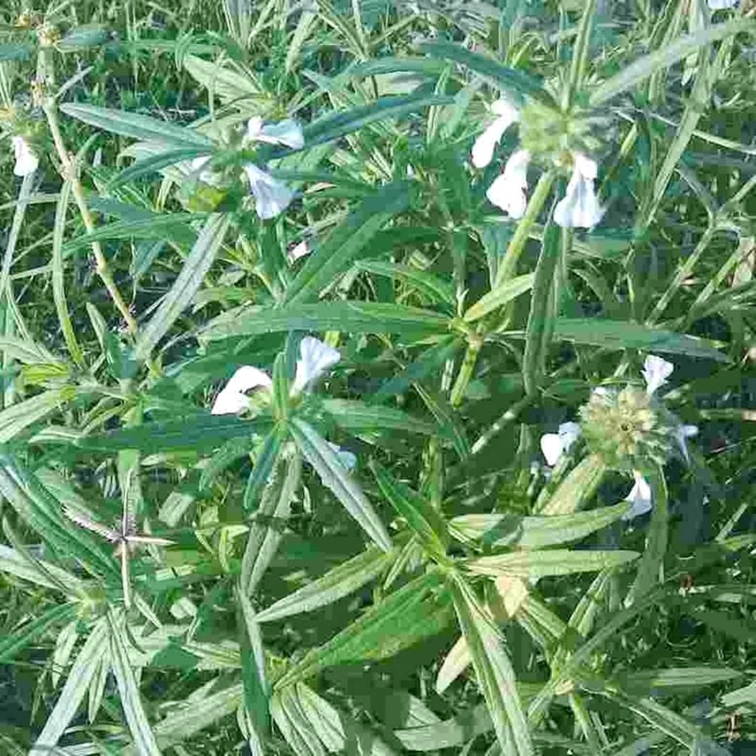 Indiana Head Leucas Leucas cephalotes Bishkhapru Deldona Goma Guma Pedda tummi Peruntumpai Thumbai Tumbay-keere Deokhumba Deokumba Kumbha Shetad Shetvad Tumba Dronapushpi Live Plant (B08FCLBYBB) Amazon Price History, Amazon Price Tracker