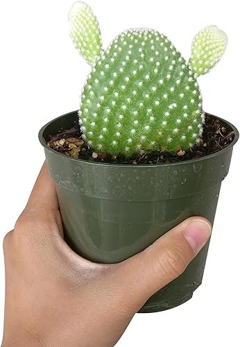 Caja de éxitos | Colección única de plantas de cactus vivas, seleccionadas a mano, variedades raras para regalo o decoración del hogar.