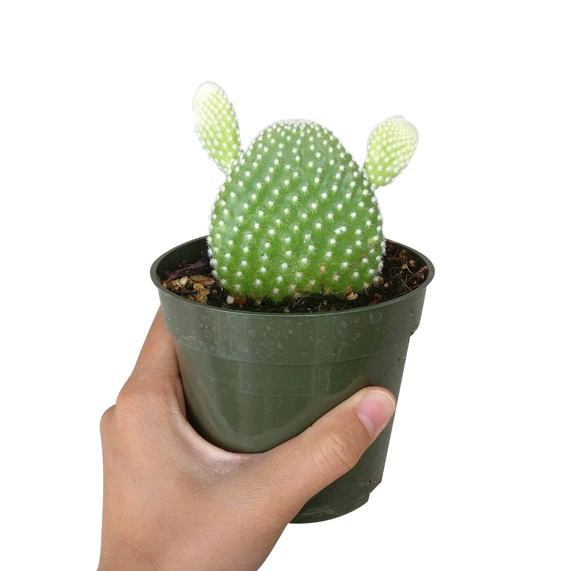 Nala ナラ　Cactus all in one Amazon.com : Succulents Box Cactus Pack | Set of 2/4/6/8/10