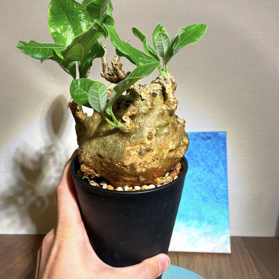 フォッケアムルチフローラ現地球