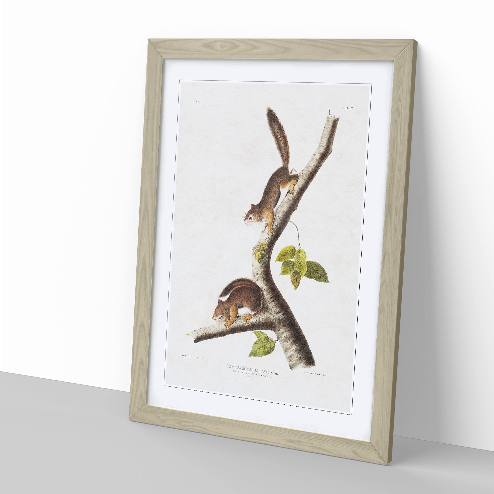 Columbian Squirrels By John Woodhouse Audubon Vintage Framed Wall Art Print - Image 2