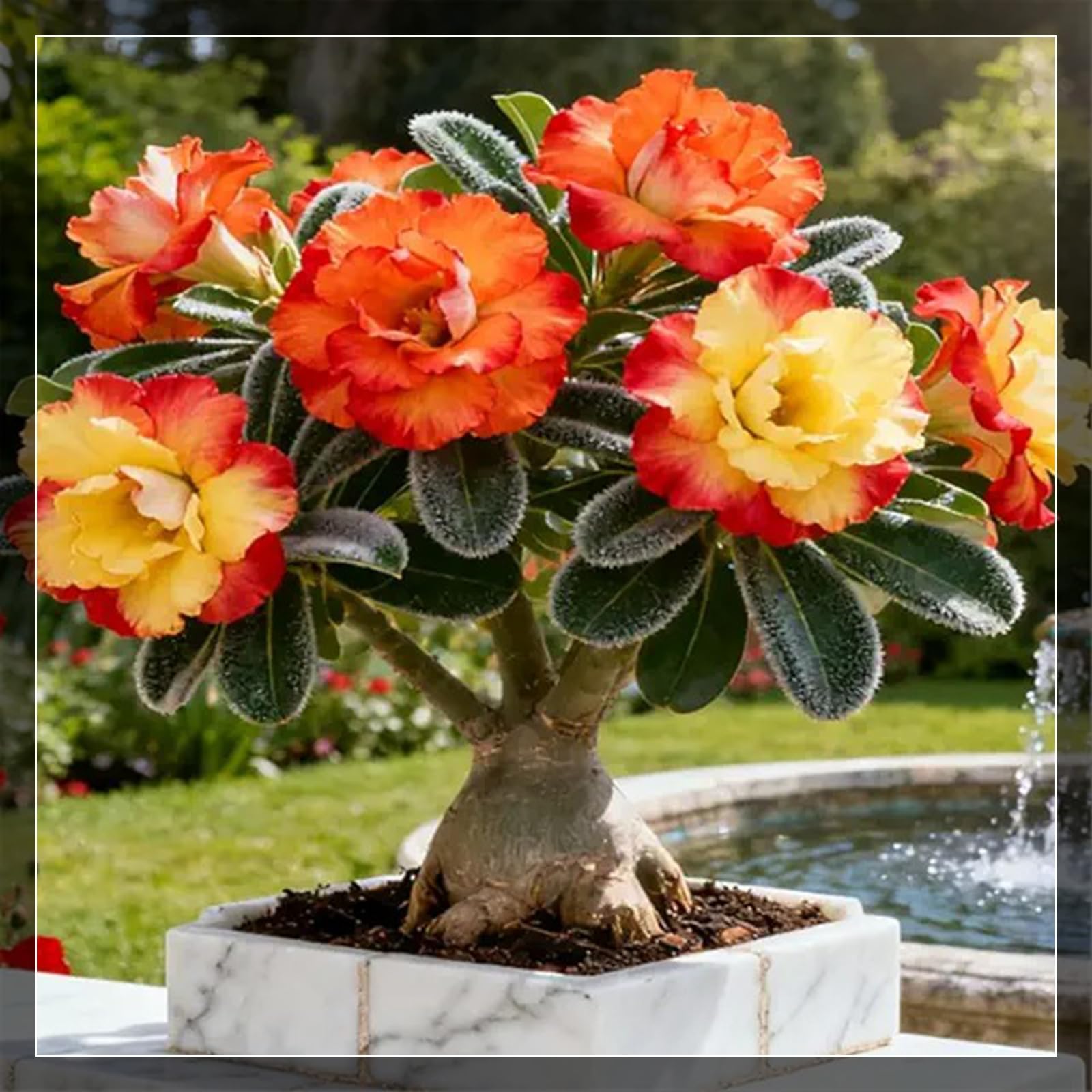 Brilliant Desert Rose-Hardy Perennial,Desert Rose Plants UK, Excellent Display-10Count-A