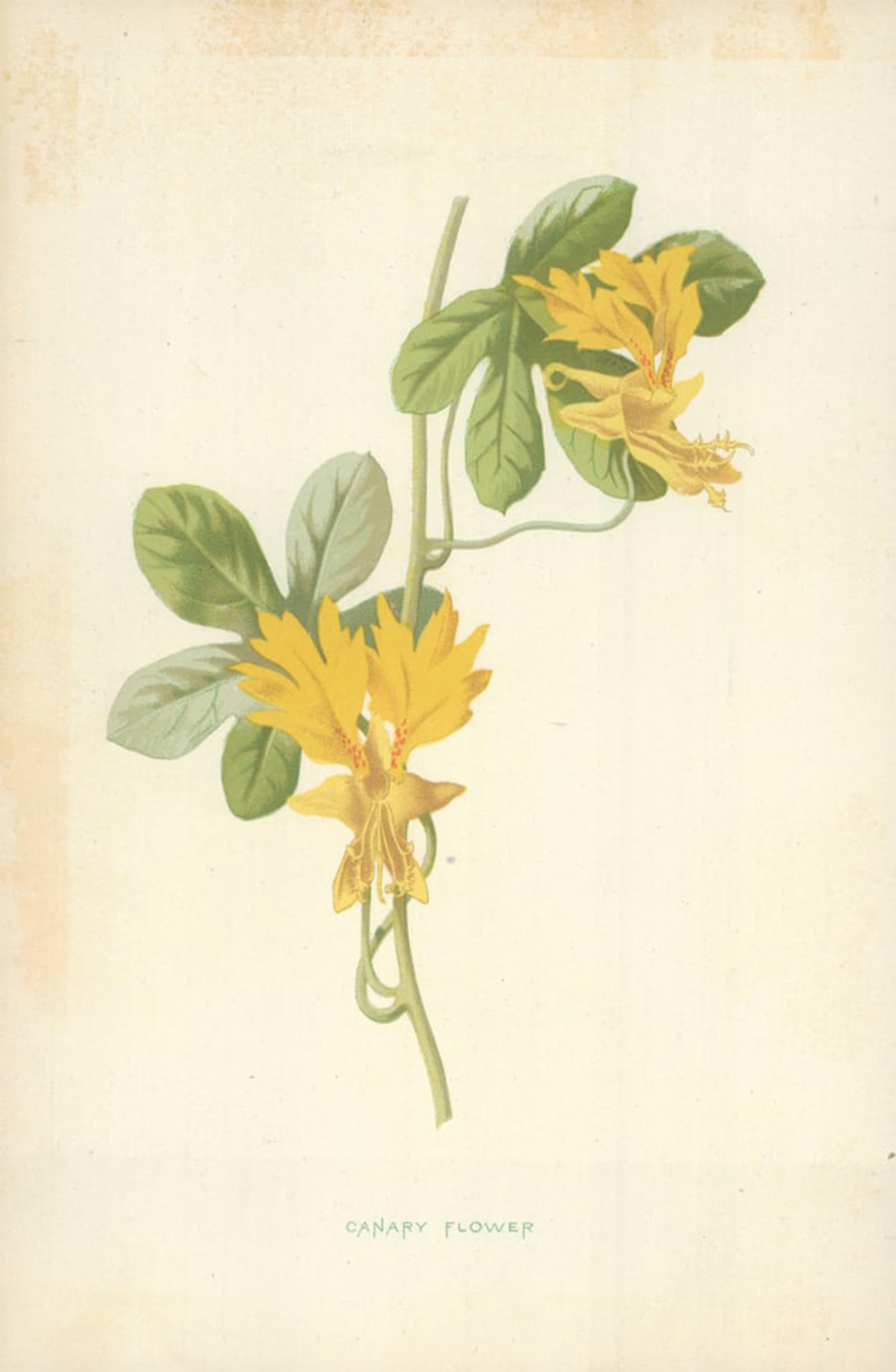 ARTXLXXBN Famous Painting Canvas Artwork Graffiti Print Canary Flower by Frederick Edward Hulme Portrait Canvas Image for Home Decor 60x90cm