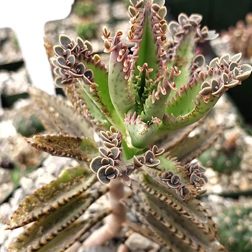 5 plantas raras de Kalanchoe vivas, suculentas madres de miles de Kalanchoe plantas vivas madres de miles de millones