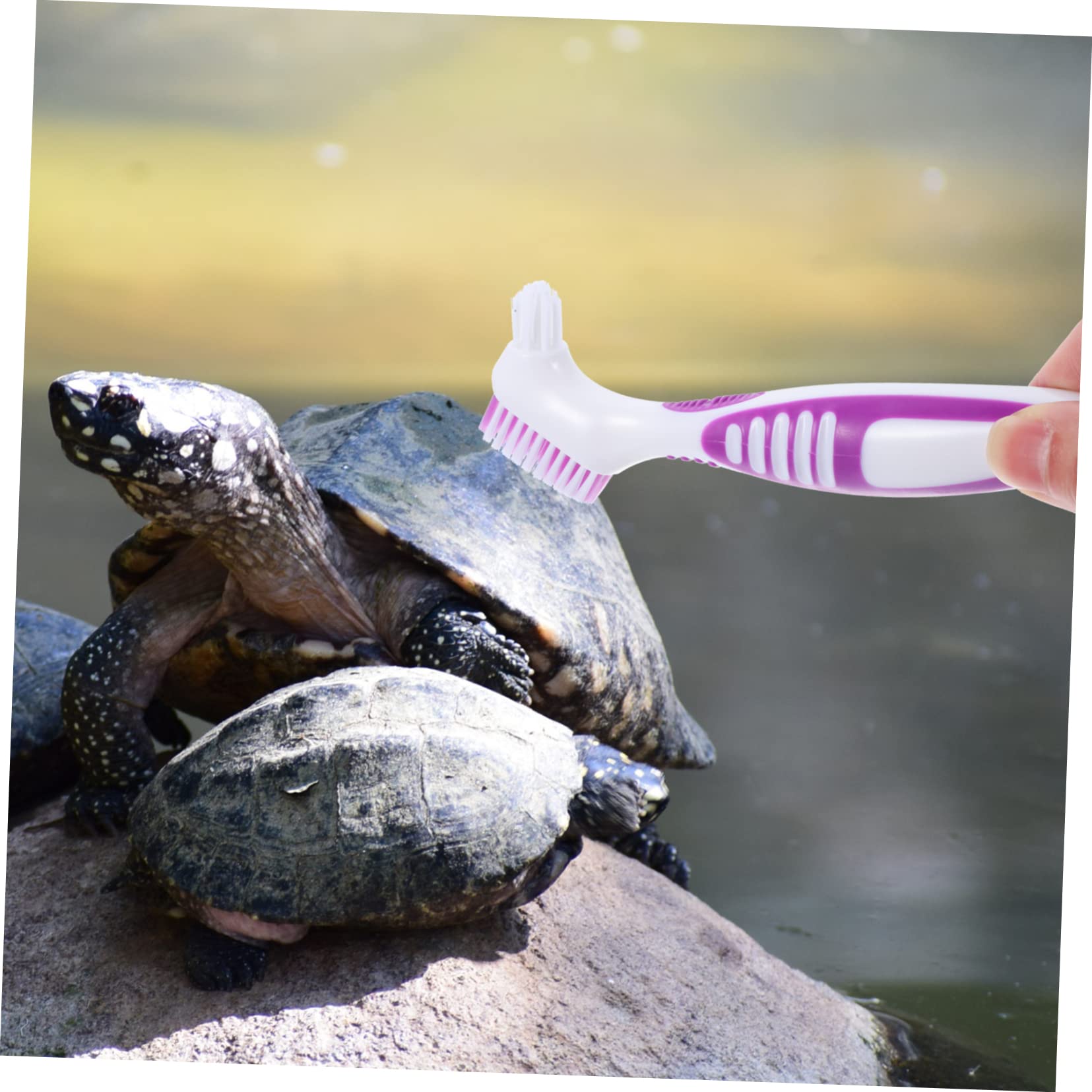 Tortoise Cleaning Brush MEISO Turtle Cleaning Brush Set With Suction ...