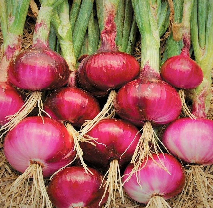 Amazon.com : TomorrowSeeds - Ruby Red Onion Seeds - 1000+ Count
