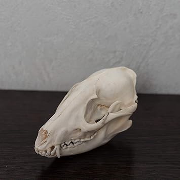 Amazon Co Jp アライグマの犬の剥製骸骨 アライグマの犬のクリーニングドクロ あご 骨 スケルトン 歯 販売 リアル 装飾 ライフジーズ 純正 St5211 文房具 オフィス用品