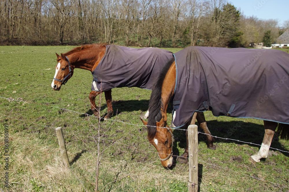 600 Denier Ripstop Horse Winter Blanket, w/ 250 GSM