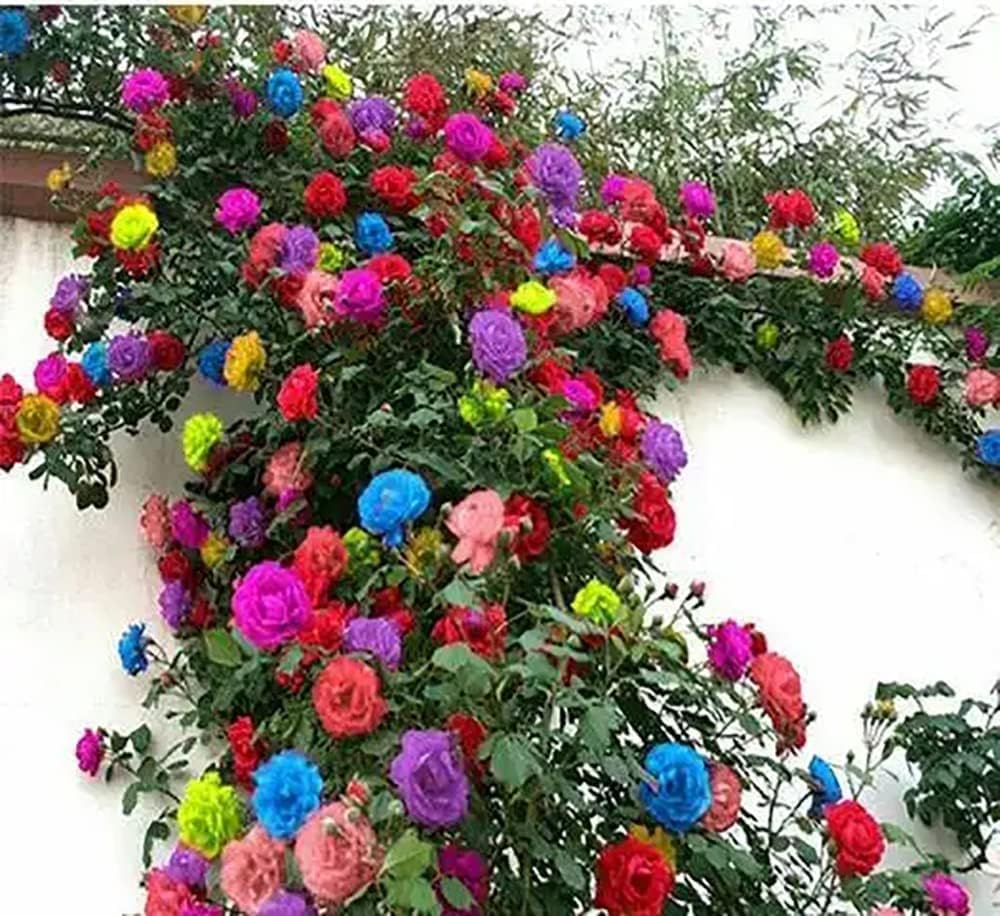 raibow-rose 1000Pcs Beautiful Rainbow Rose Seeds Multi-colored Rose