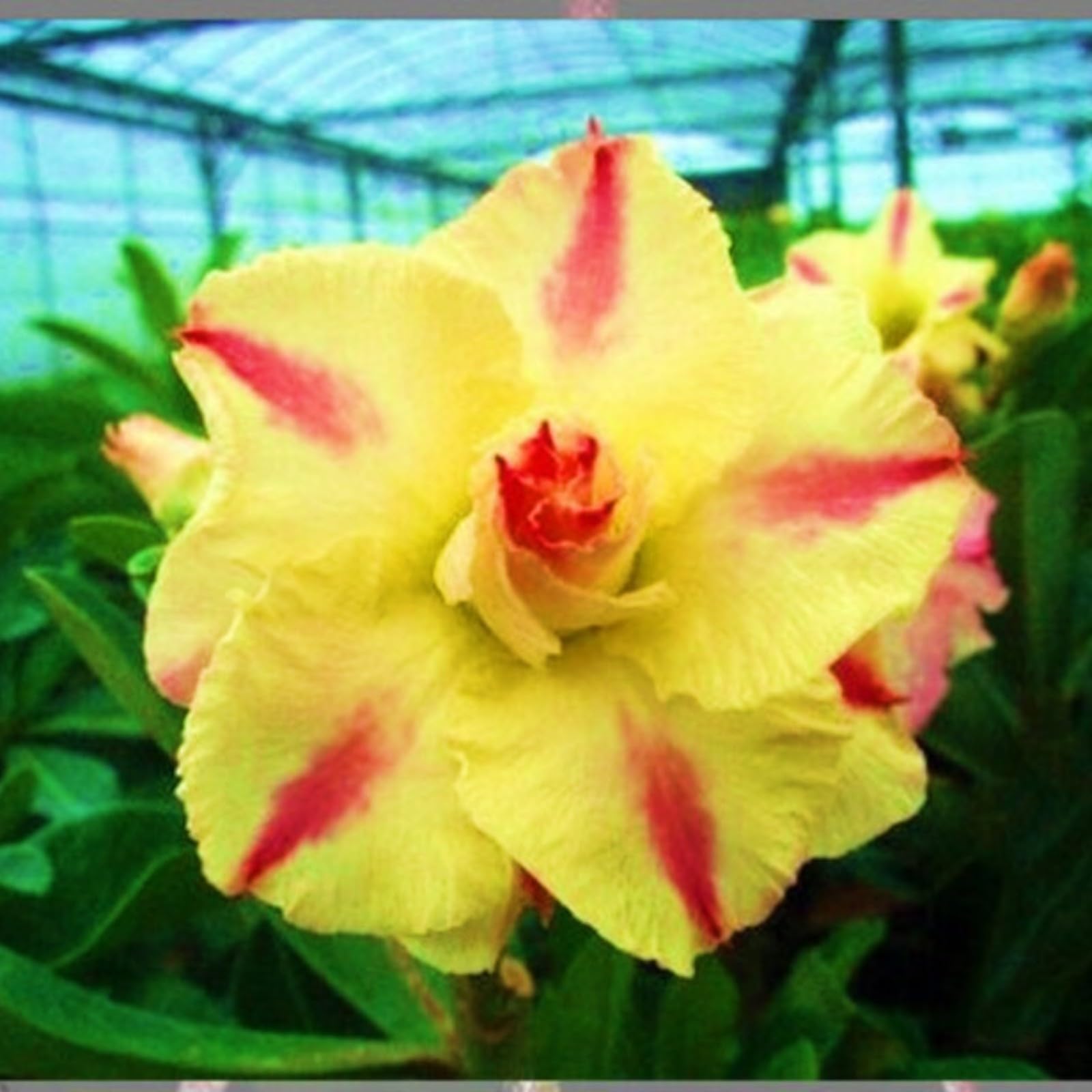 Desert Rose Bulbs for Planting,Excellent Display Indoor Perennial,Desert Rose Bulbs Mix,Desert Rose Tubers UK,Greening Flower,Flowering Rhizome,Balcony Garden Bulbs.-2Bulbs-B