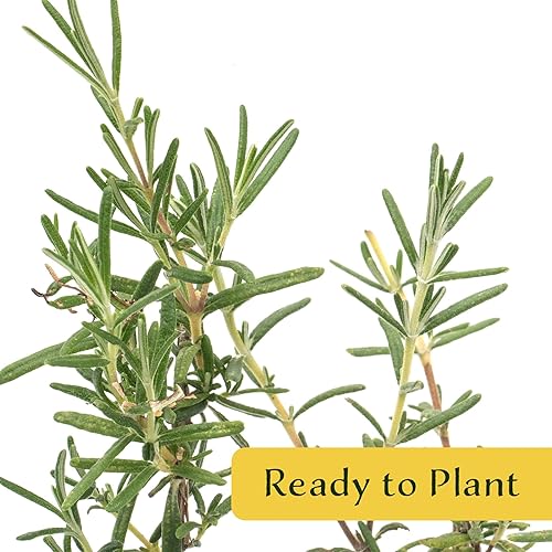 Miniatura 5 de Rosmarinus officinalis 'Ken Taylor' Rosmarinus officinalis 'Ken Taylor' - Hierba perenne fragante para cocinar, jardines y contenedores  Plantas