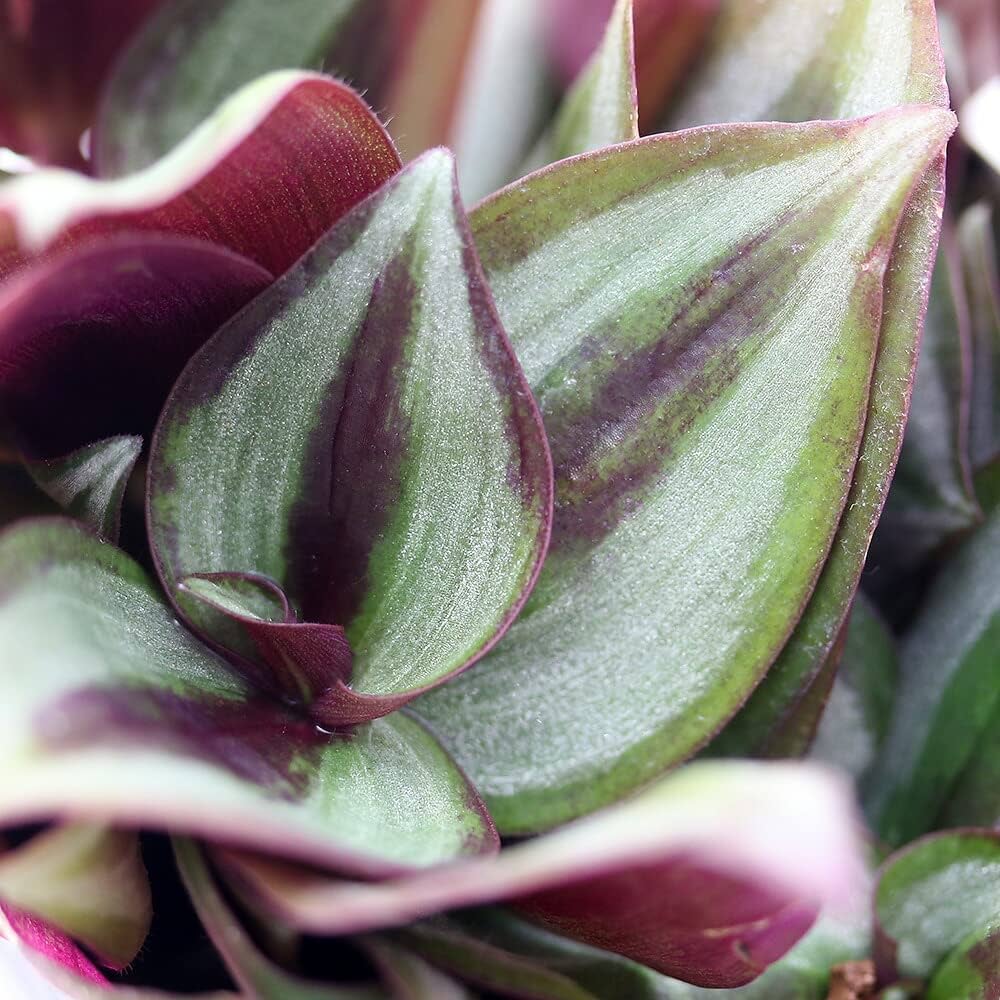 おまとめ買い限定 ¥120 トラディスカンチア セブリナ 楽天市場】苗 観葉植物 トラディスカンチア セブリナ