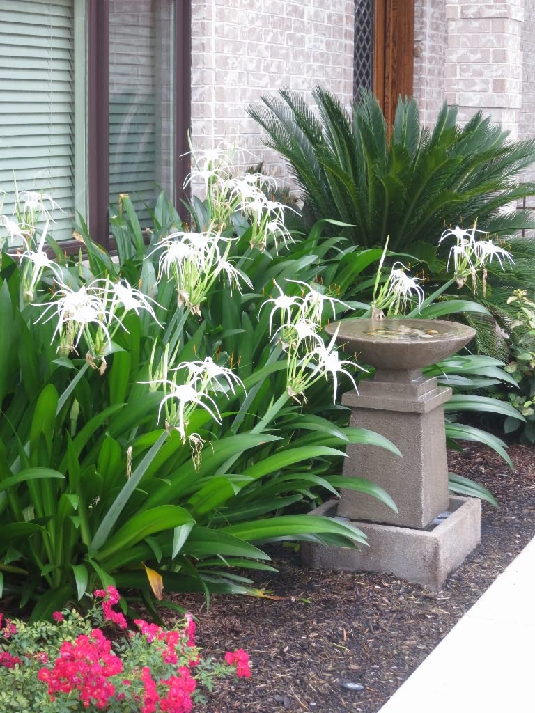 Hymenocallis Tropical Giant