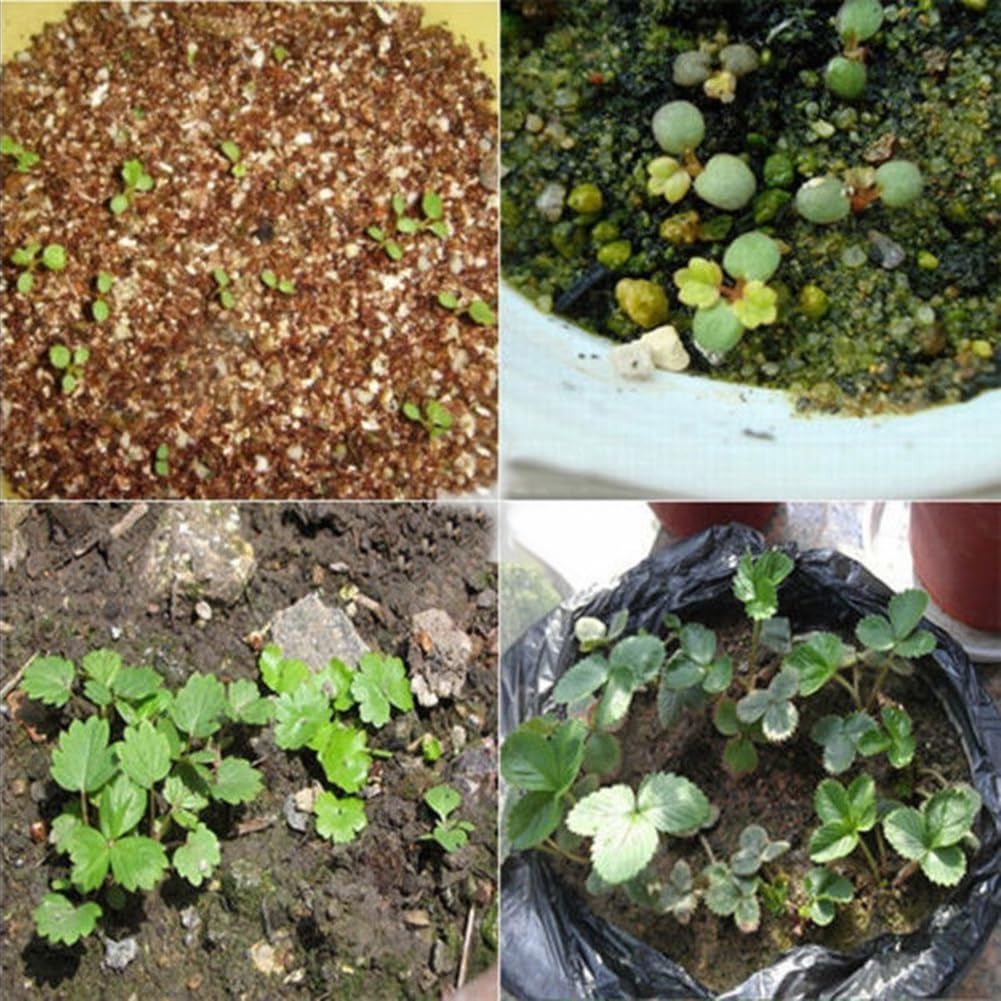 100 Unids Semillas de Lithops Mixtas Piedras Vivas Planta Suculenta Bonsai Semillas de Decoración de Jardín para Plantar Jardín Semillas de Lithops