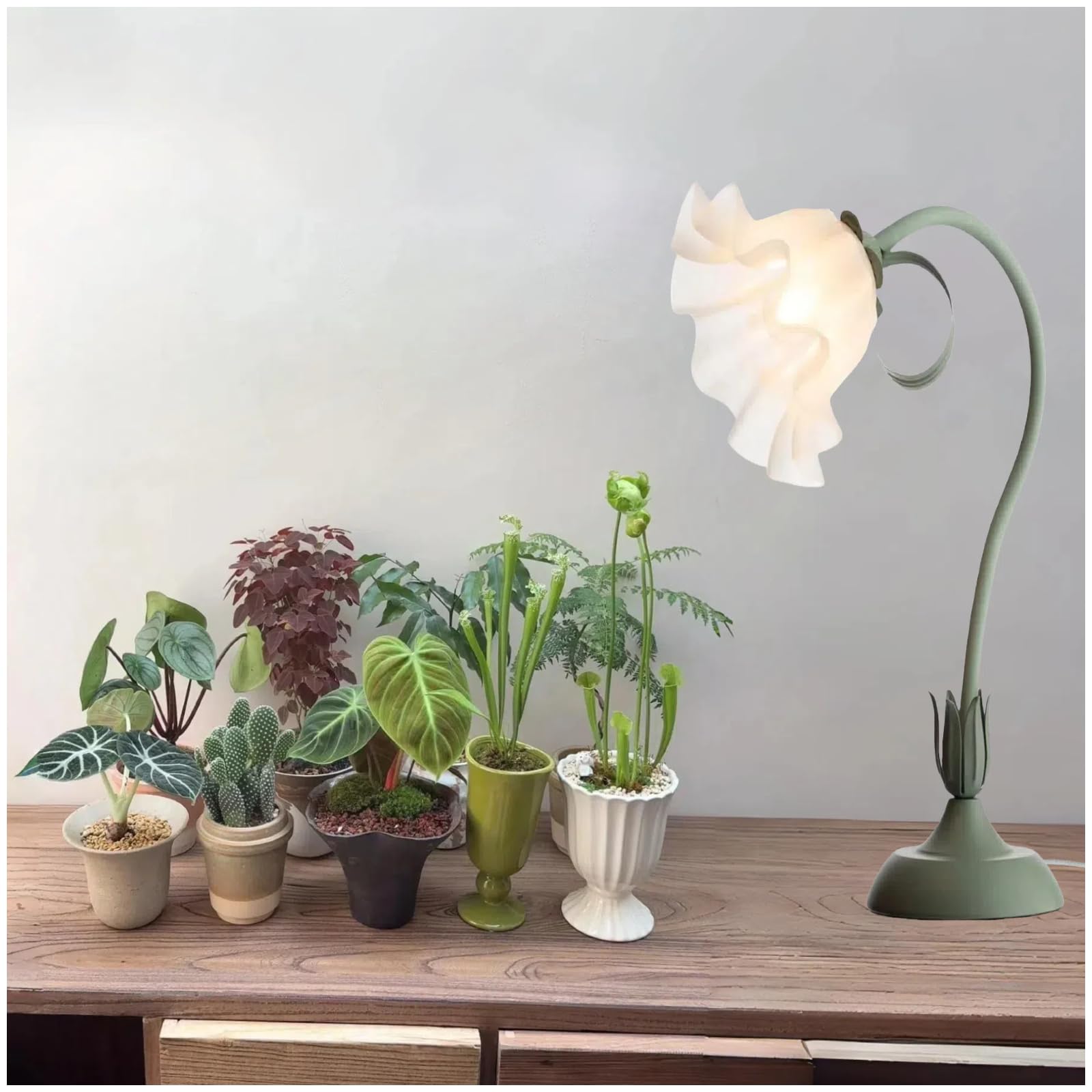 allure anthurium Alexia Allure Anthurium main image 0