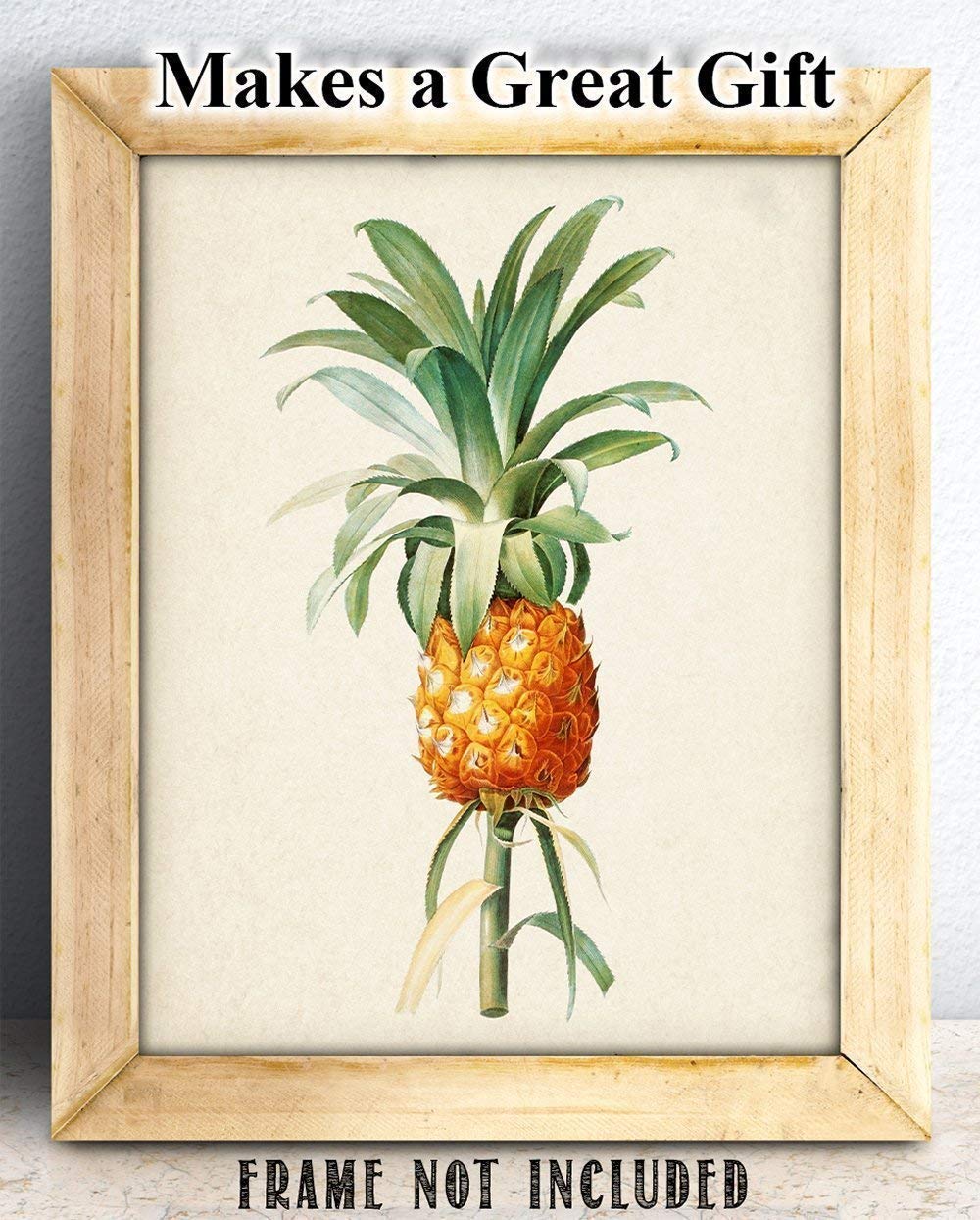 Amazon.com: Vintage Pineapple Botanical Illustration 11x14