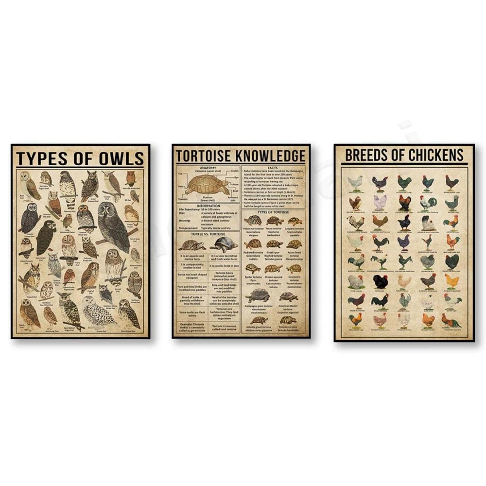 Baibexing Farm Chicken Breeds Knowledge Poster, Turtle Knowledge Poster, Owl Species Poster, Barn Owl Knowledge Poster, Animal Poster 60X80cmx3pcs Unframed