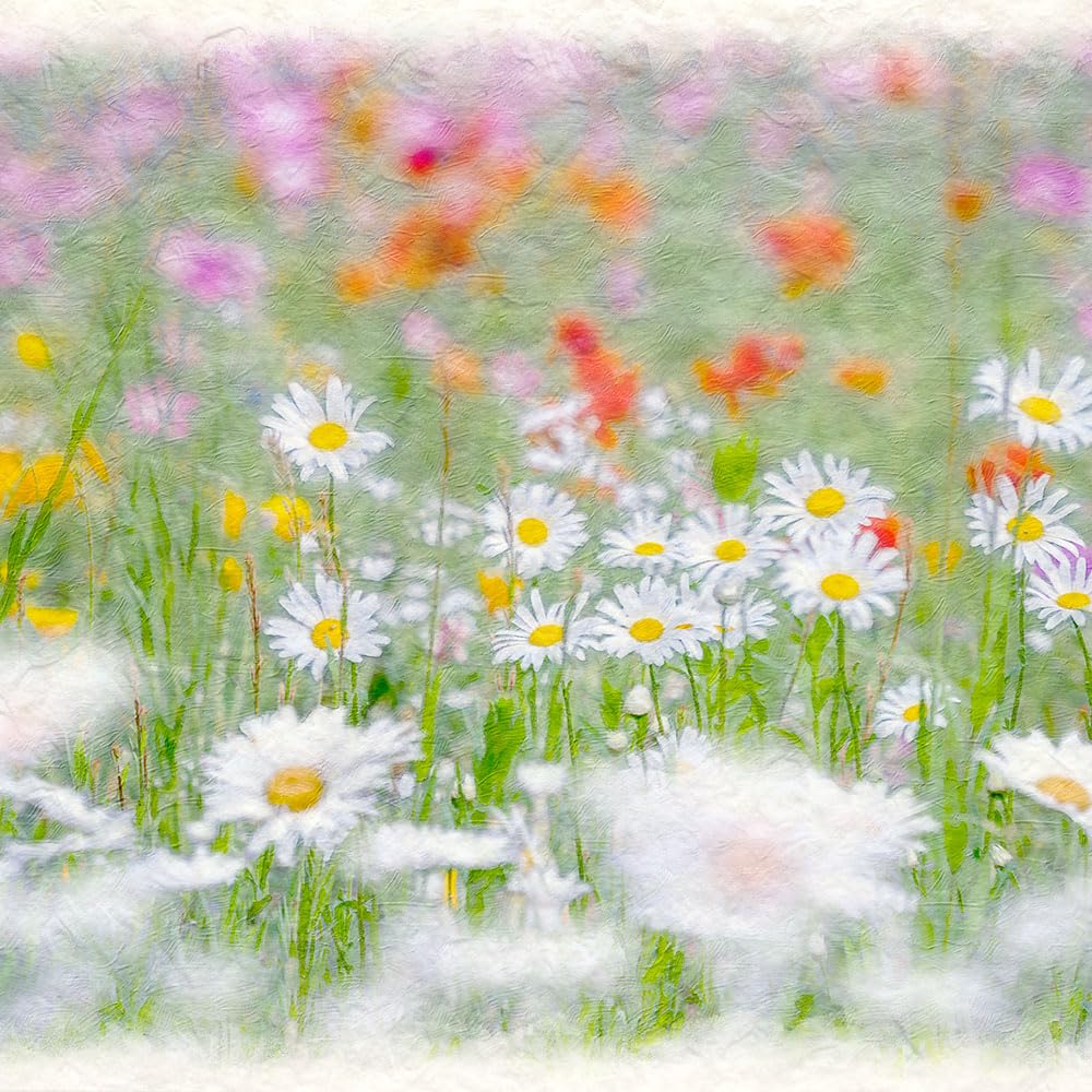 油絵 絵画【マーガレットのお花畑】 油絵 絵画【マーガレットのお花畑】 【公式通販】