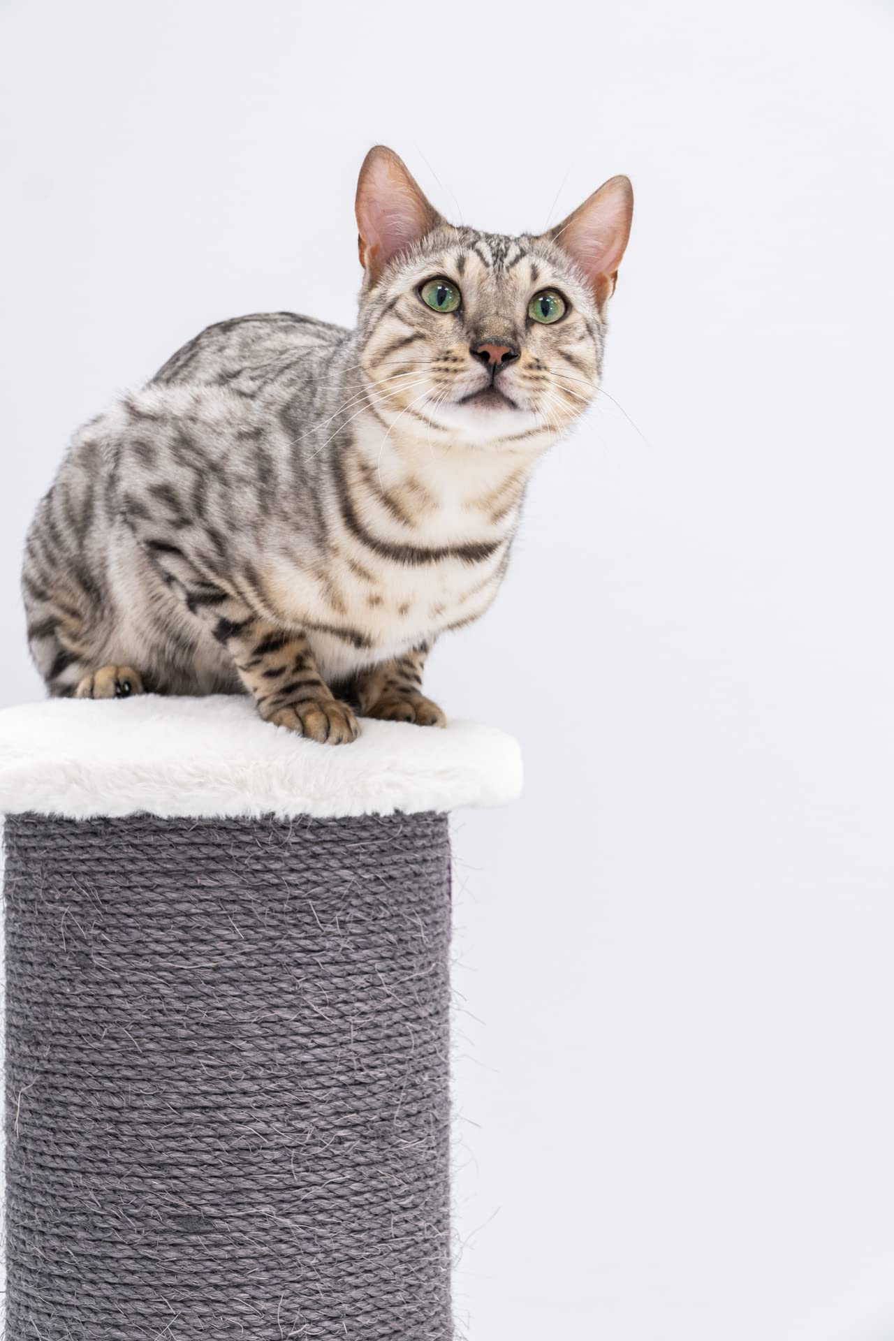 Petrebels XXL Kratzstamm Robust, Grosse Katzen, Savannah 86, Off-White | extrem stabiler Kratzsäule, Ø 20 cm Stamm, 86 cm hoch, für große Katze, Maine Coon, Ragdoll, Natur-Sisal, dicke Bodenplatte