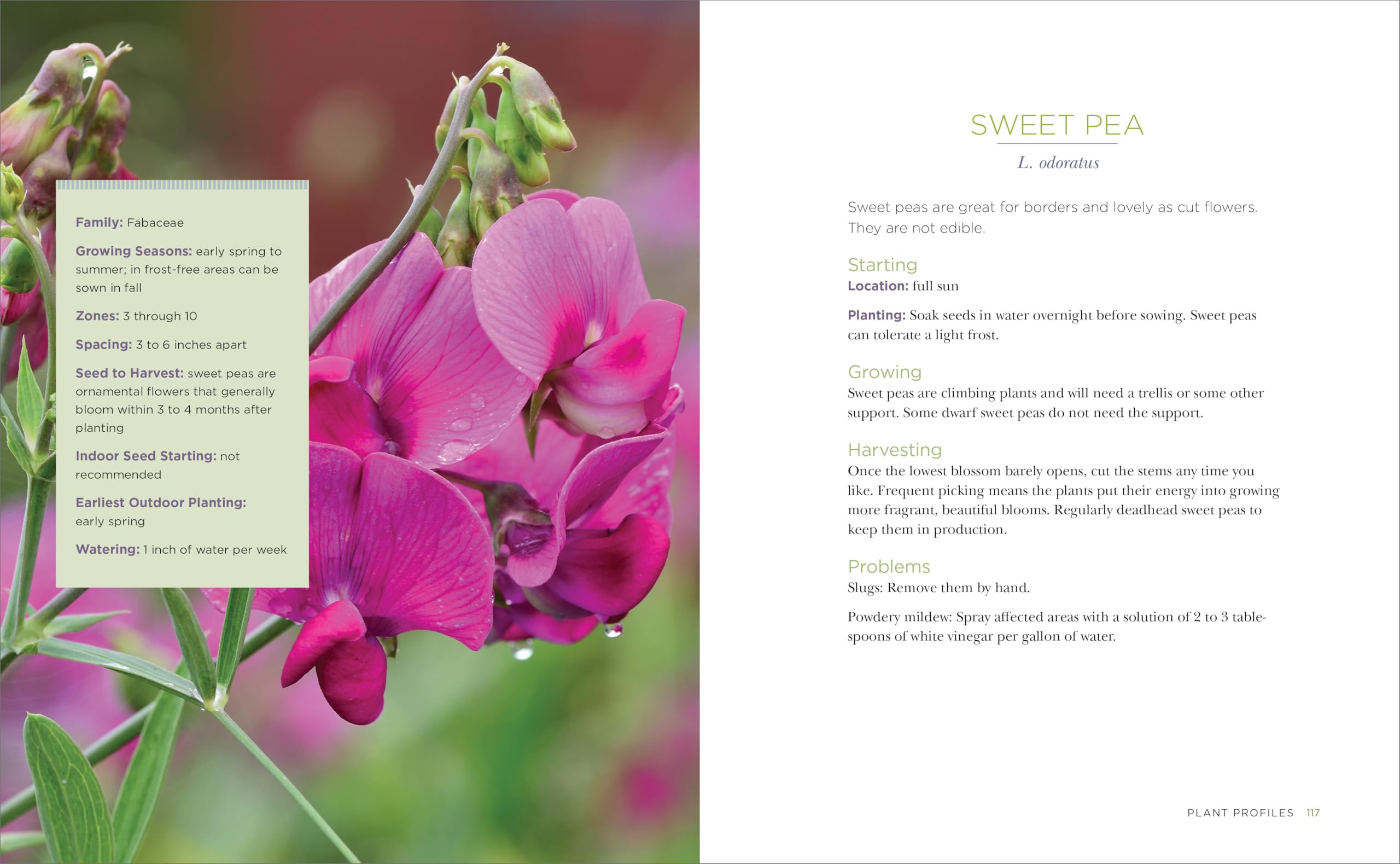 Raised-Bed Gardening for Beginners: Your Guide to Growing Sustainability and Self-Sufficiency — Amazon image 7