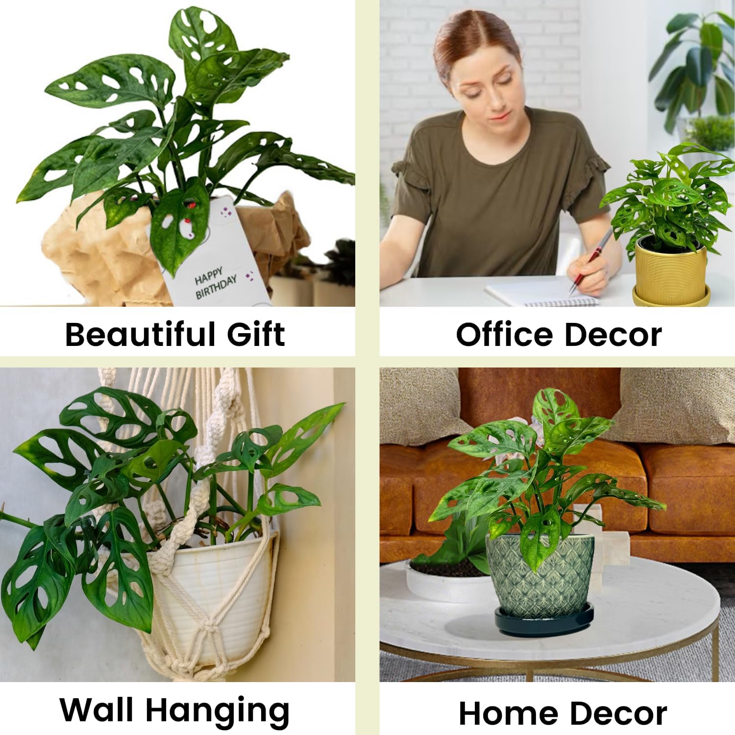 Monstera Adansonii Swiss Cheese Plant Live in 4Inch Pot - Split Leaf Fenestrated Live Indoor Houseplants for Home Office Wedding Decorations & Birthday Gift (Heat Pack Included)