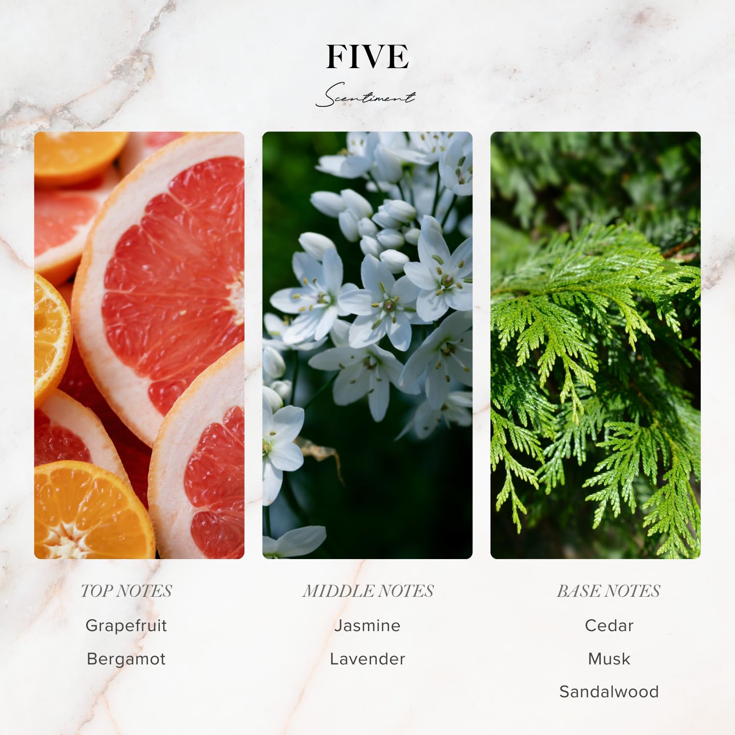 Scentiment - Five Designer Collection Diffuser Oils | Aromatherapy Home Fragrance | Luxurious Scent with Notes of Grapefruit, Lavender, Musk (50 mL)