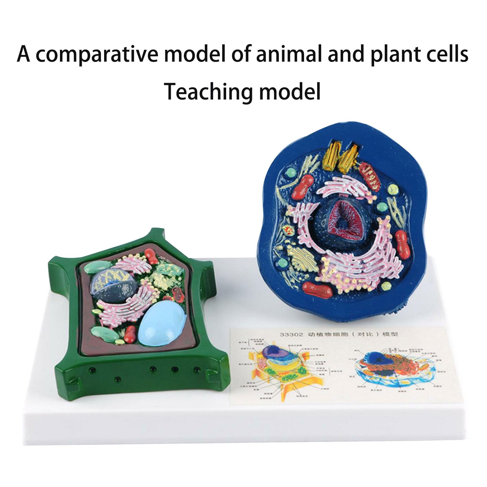 Modelo educativo de anatomía de células vegetales animales con partes desmontables, modelo de células animales y vegetales, comparación de estructura de ayuda de enseñanza