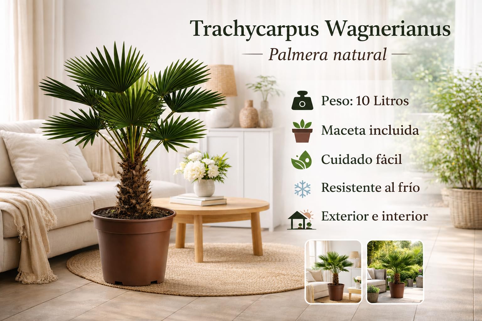 Palmera Trachycarpus Wagnerianus Natural 80-100cm (medida con maceta incluida) – 10 Litros – Palmera Resistente al Frío – Planta Natural de Exterior e Interior – Cuidado Fácil – Maceta Gratis Incluida