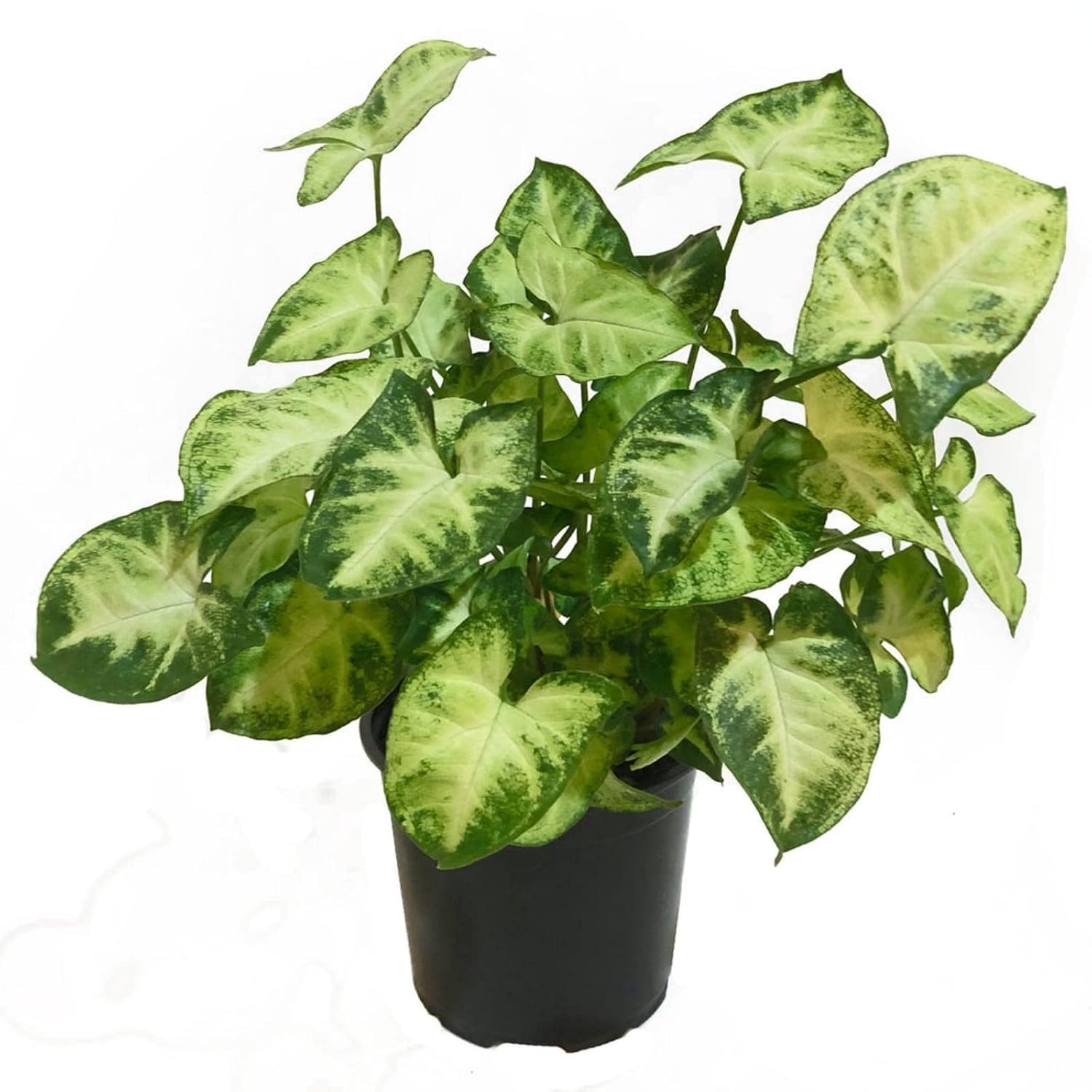 Guruji Plantation Syngonium Outdoor Plant For Home and Garden with Pot
