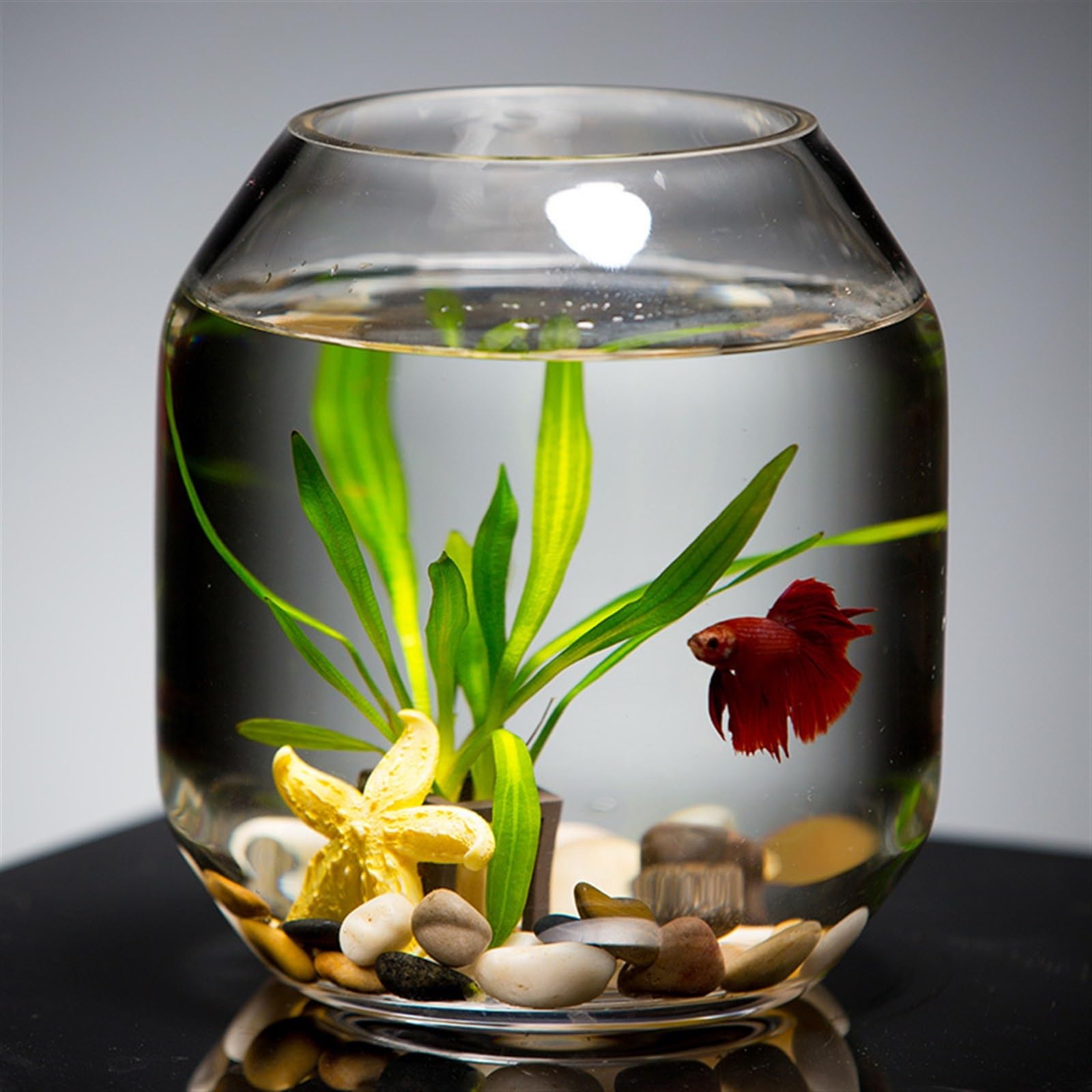 Boccia per pesci d'acquario Acquario for pesci in vetro trasparente for allevamento di piccoli Serbatoio for decorativo for soggiorno da tavolo Mini acquario