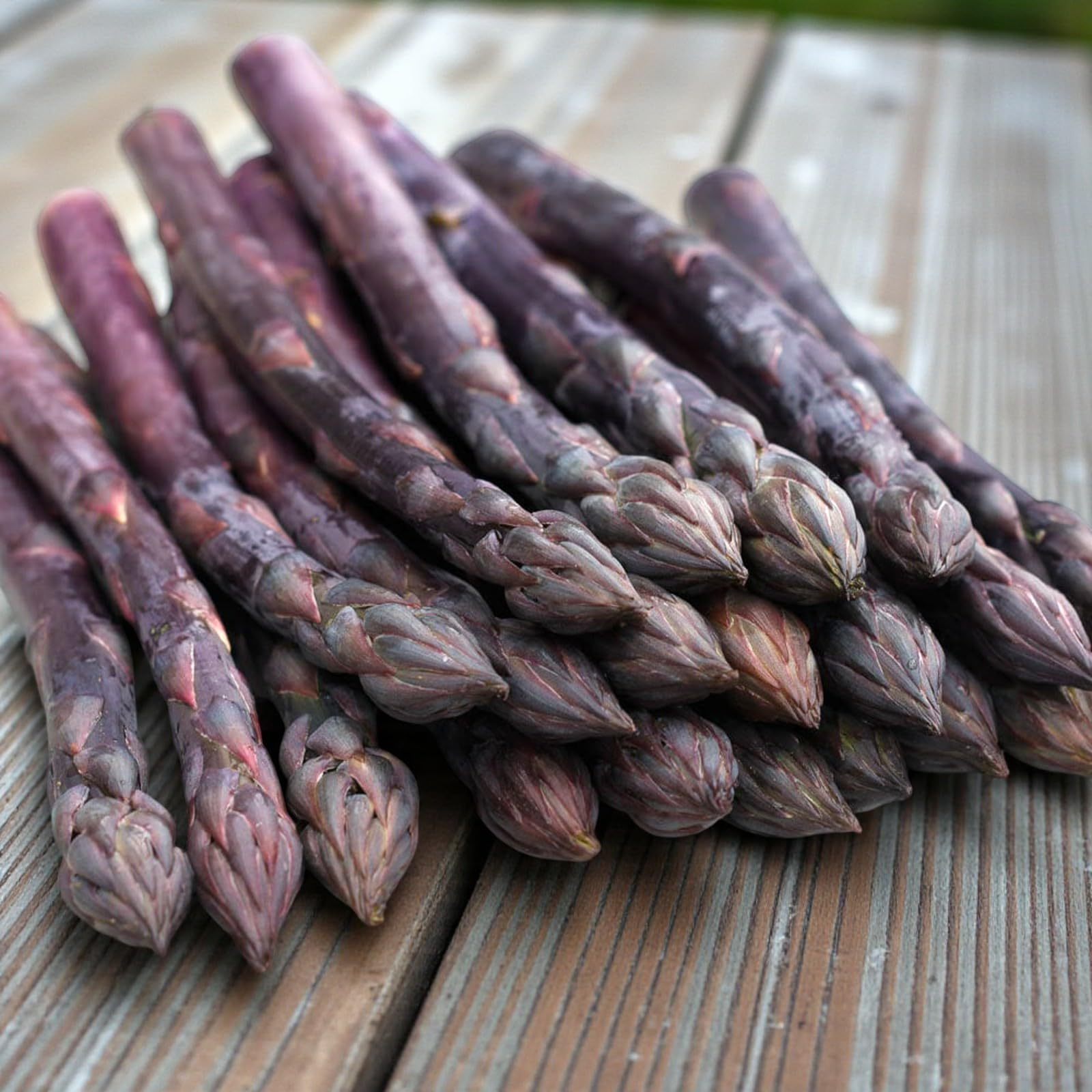 Carbeth Plants Asparagus Crown Roots for Planting - Premium Quality Easy Grow Vegetable Perennials - Quick Establishment & High Yielding Spears for Kitchen Gardens & Allotments (9, Erasmus)