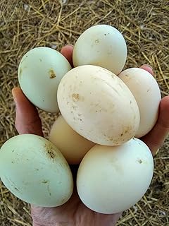 Fertile Duck Eggs for Hatching, Set of 7